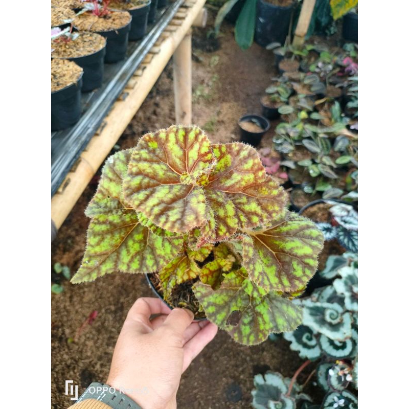 tanaman hias begonia keong madu