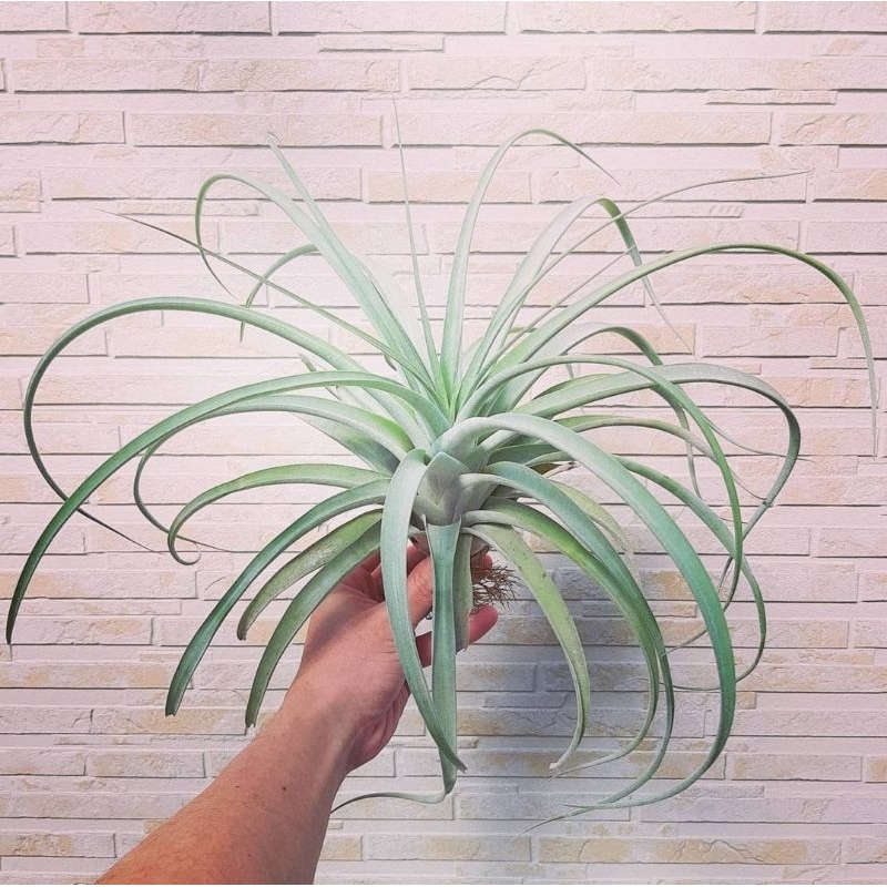 Tillandsia capitata small