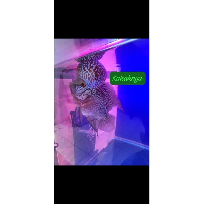 ikan luohan SRD boom head