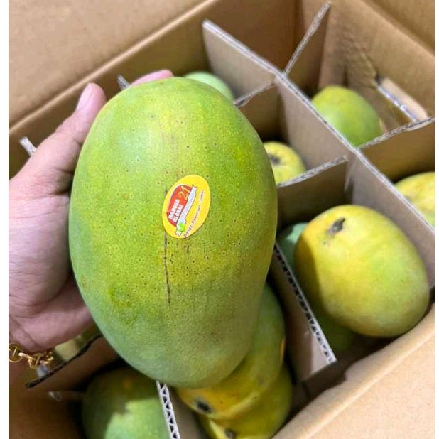 

Mangga Alpukat Bali, Mangga Termanis dengan Kadar Air Rendah per 1kg