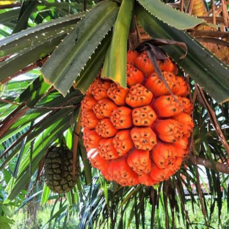 

Buah Pandan duri/pandan laut dipetik dadakan ketika orderan masuk