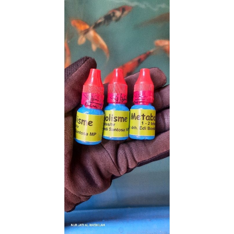 METABOLISME SEGEL MERAH ORIGINAL