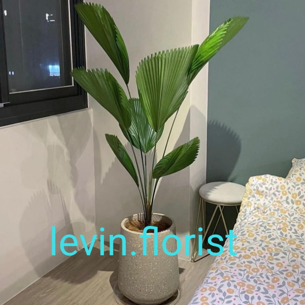 Licuala grandis / palem palm Kol / bibit tanaman hias bunga