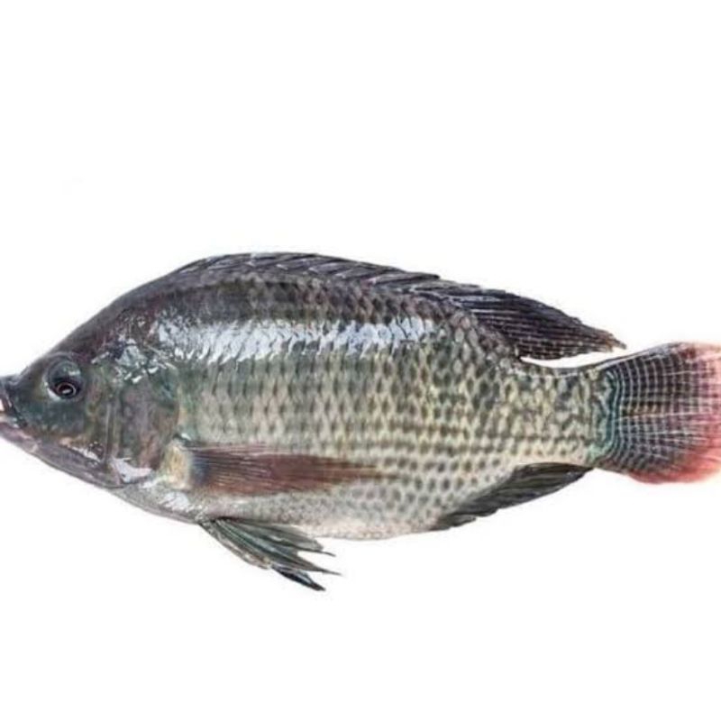 

ikan munjair