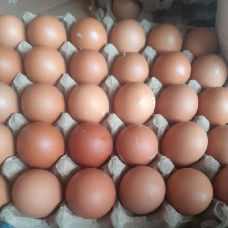 

telur lokal