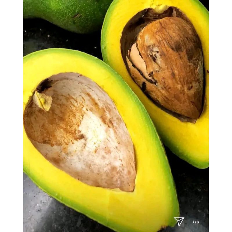 

alpukat mentega jumbo 5 kg