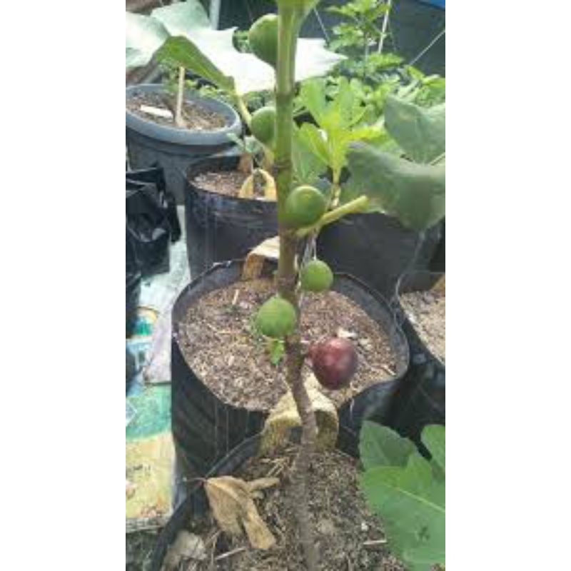 bibit tin okulasi sudah berbuah