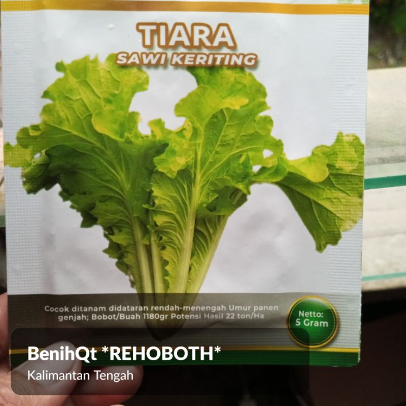 Benih bibit sawi keriting