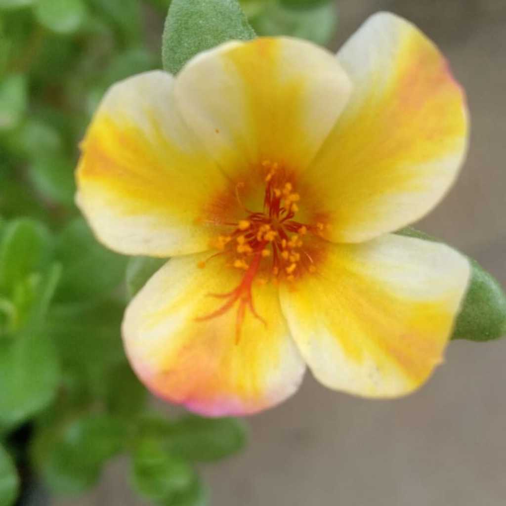 Bunga krokot duna SEKAR KINANTI / Mossrose tanaman hias pukul 9