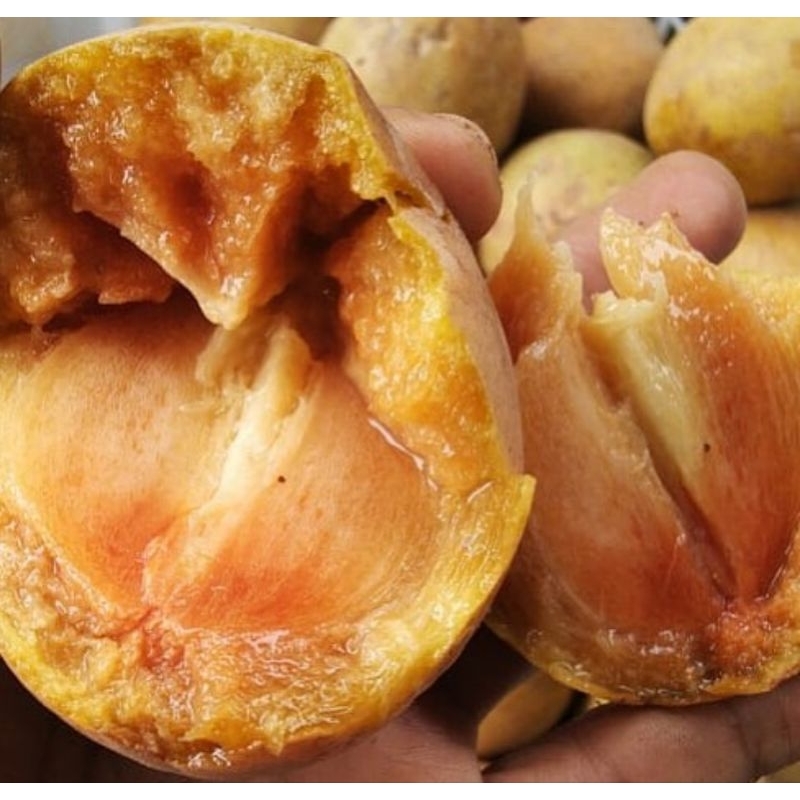 

BUAH SAWO MADU 1KG/SAWO MADU MANIS FRESH 1KG/SAWO MADU FRESH