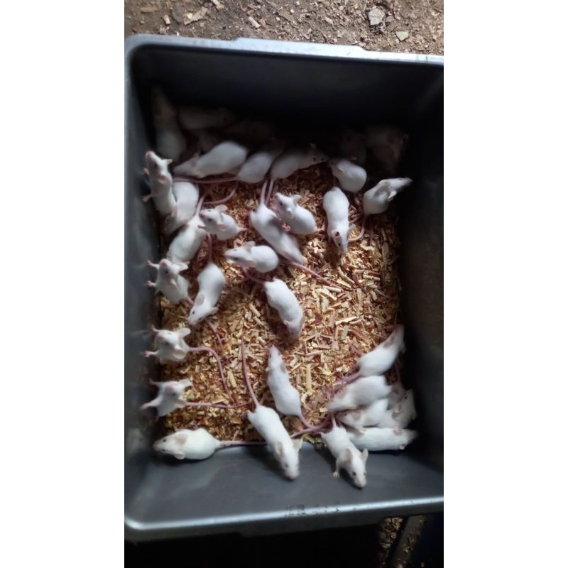 Tikus Putih Mencit ukuran Jumper