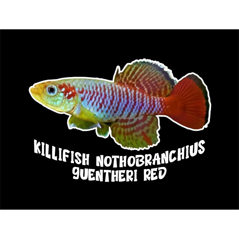 killifish guentheri red  pejantan 2-3cm