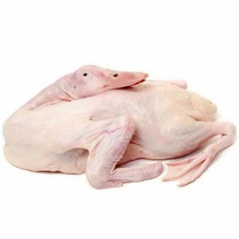 

Bebek 1 Ekor Besar