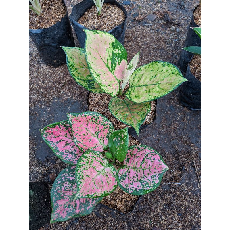 Paket aglonema Dud Gold & Dud Anja