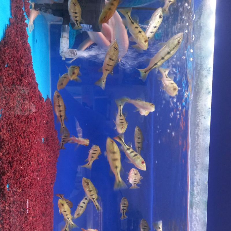 pbass