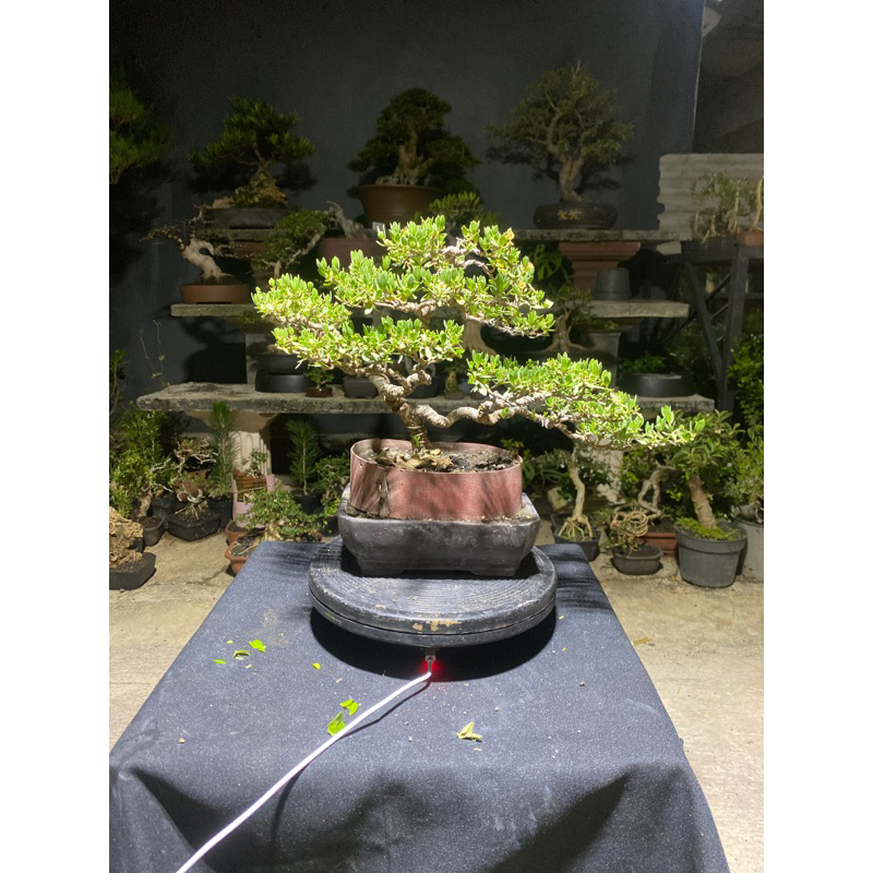 bonsai santigi
