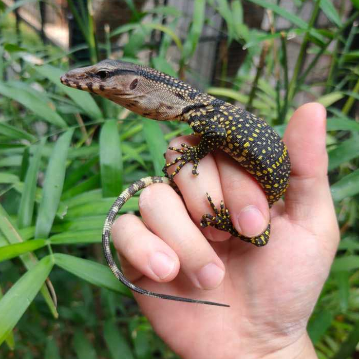 Roughneck Monitor / Biawak leher kasar / Varanus Rudicollis