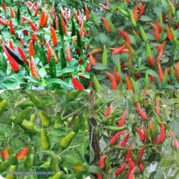 Benih Bibit Biji Cabe Rawit Hijau Tegak Unggul Seeds Collection