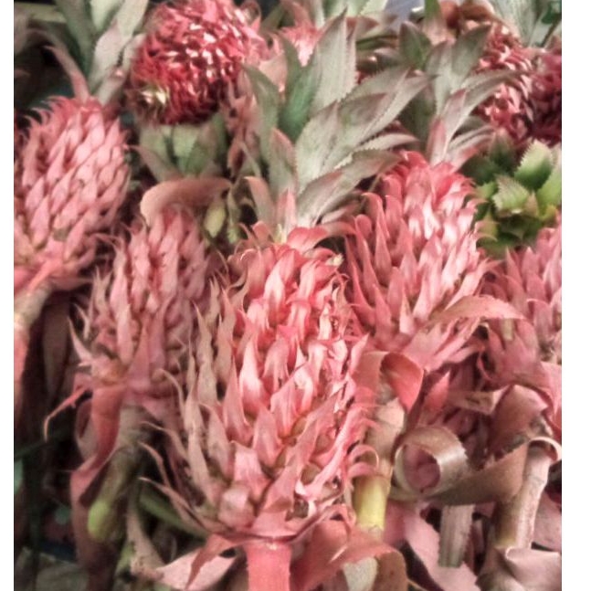 

nanas muda,nanas hutan asli,tuk melancarkan haid