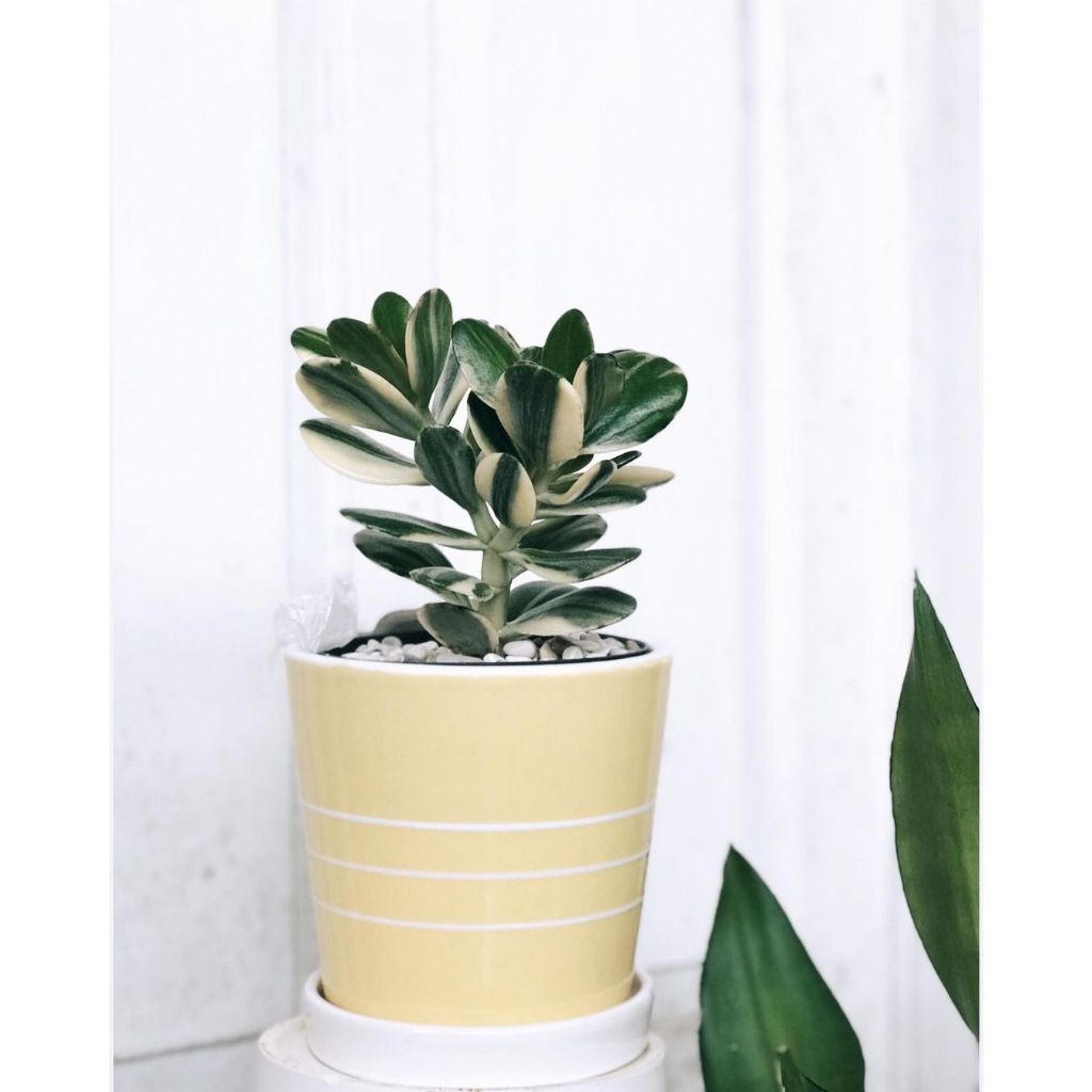 Tanaman Hias kaktus sekulen jade plant variegata - jade plant variegata - money tree