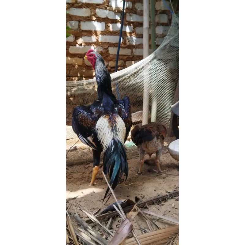 

OSHAMO JAPAN TELUR FERTIL FRESH TERBAIK