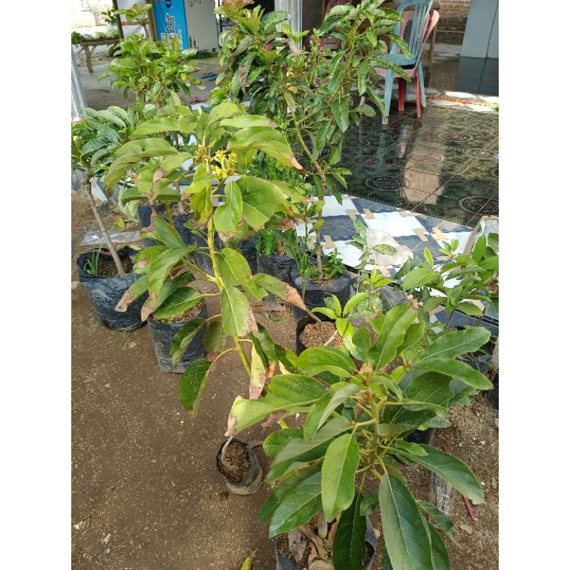 bibit alpukat miki sudah super lebat batang besar