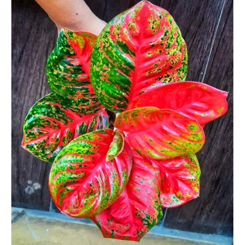 Wulandari Aglonema Wulandari Merah Mutasi Tanaman Hias Aglonema Aglaonema Wulandari Merah Mutasi Mer