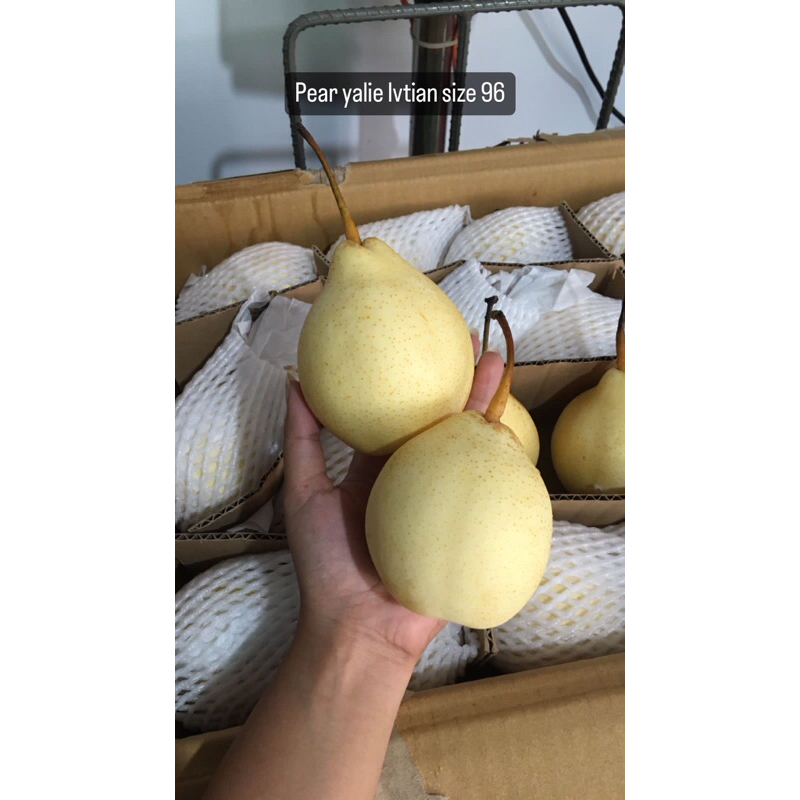 

Pear Yalie Lvtian size 96 /kg