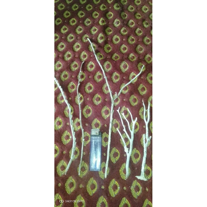 akar Bahar putih mati ngurak