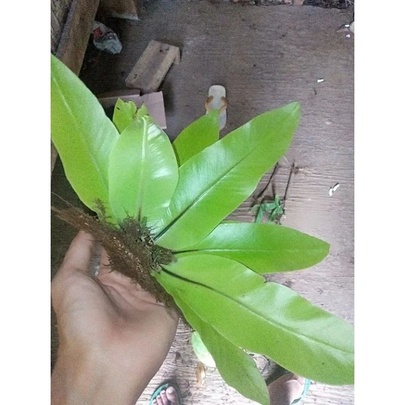KADAKA MINI kadaka hutan kadaka kecil