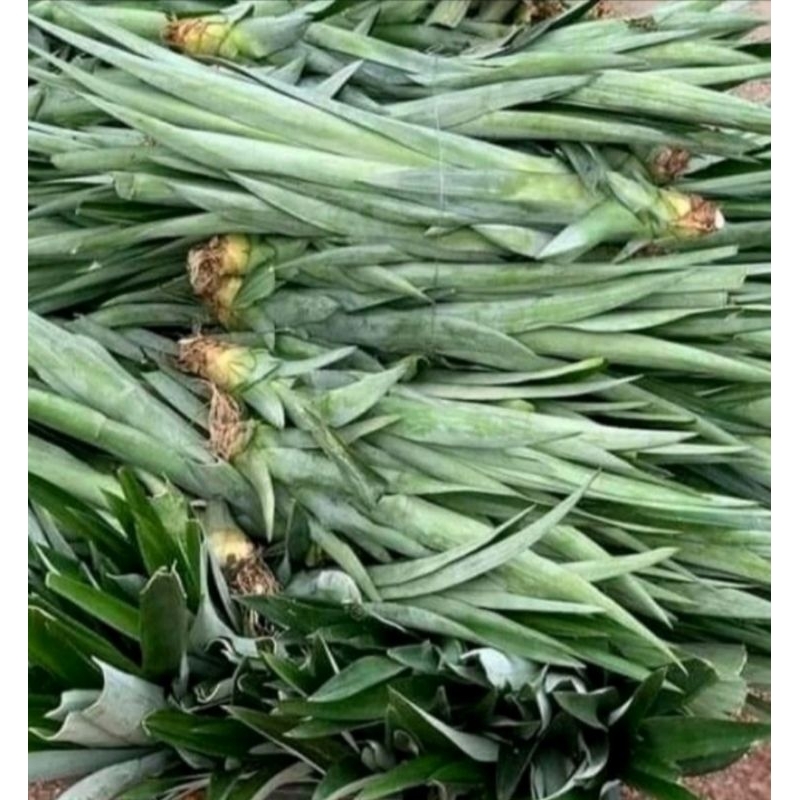 bibit benih pohon nanas madu