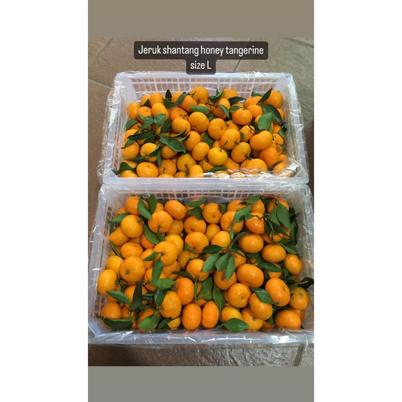

Jeruk Shatang Honey Tangerine Size L /kg