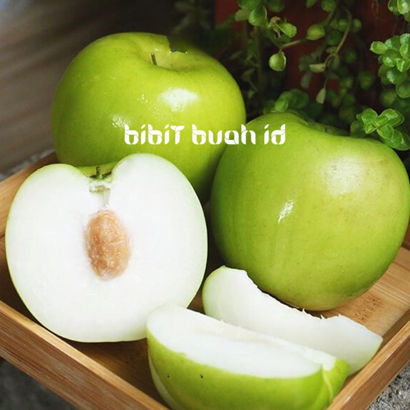 BIBIT BIDARA ARAB CEPAT BERBUAH