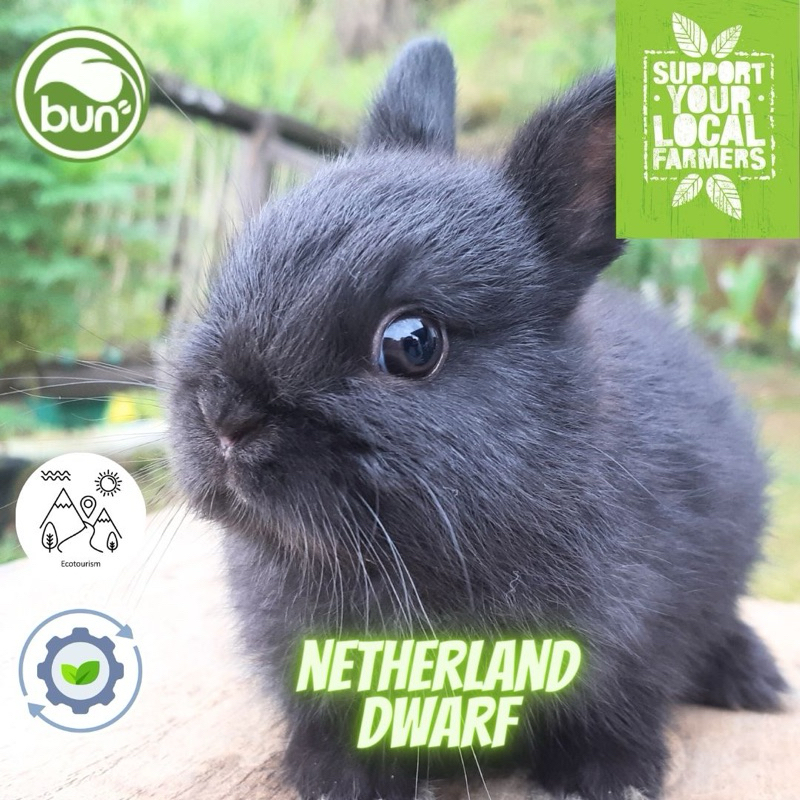 Kelinci Netherland dwarf mini ND hitam anakan