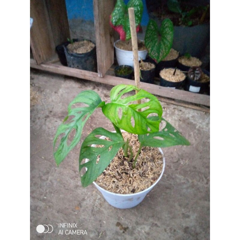 Monstera Janda bolong