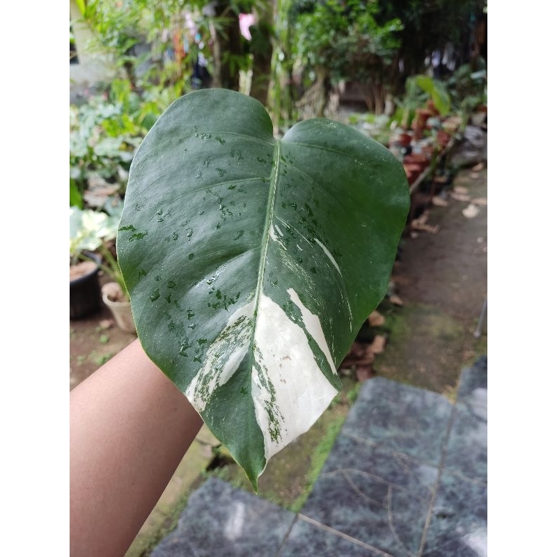 MONSTERA VARIGATA WHITE TIGER / MONVAR WT / MONSTERA VARIGATA
