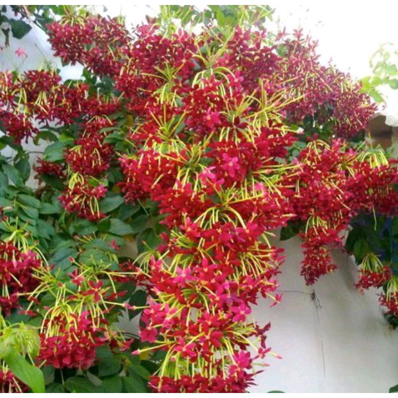 bibit Melati Belanda