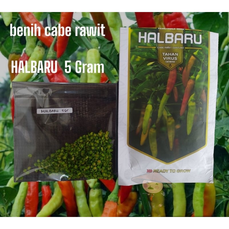 benih cabai rawit HALBARU 5 gram REPACK - cabe rawit unggul tahan layu dan tahan virus