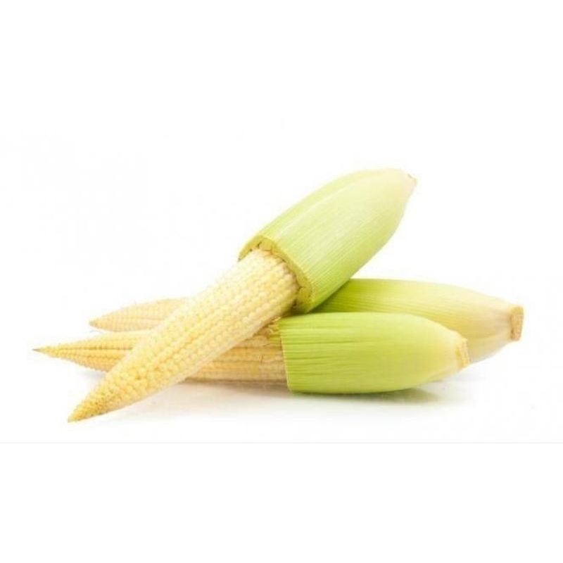 

Baby Corn 250gr-300 gr | Putren Jagung Muda