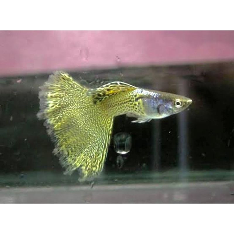 Guppy Metal Snake Skin Yellow Lace