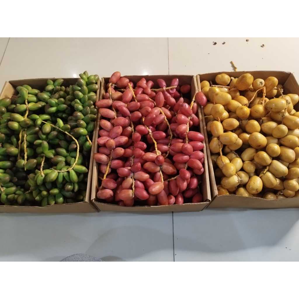 

Kurma Muda Promil Fresh Kemasan 250 Gr