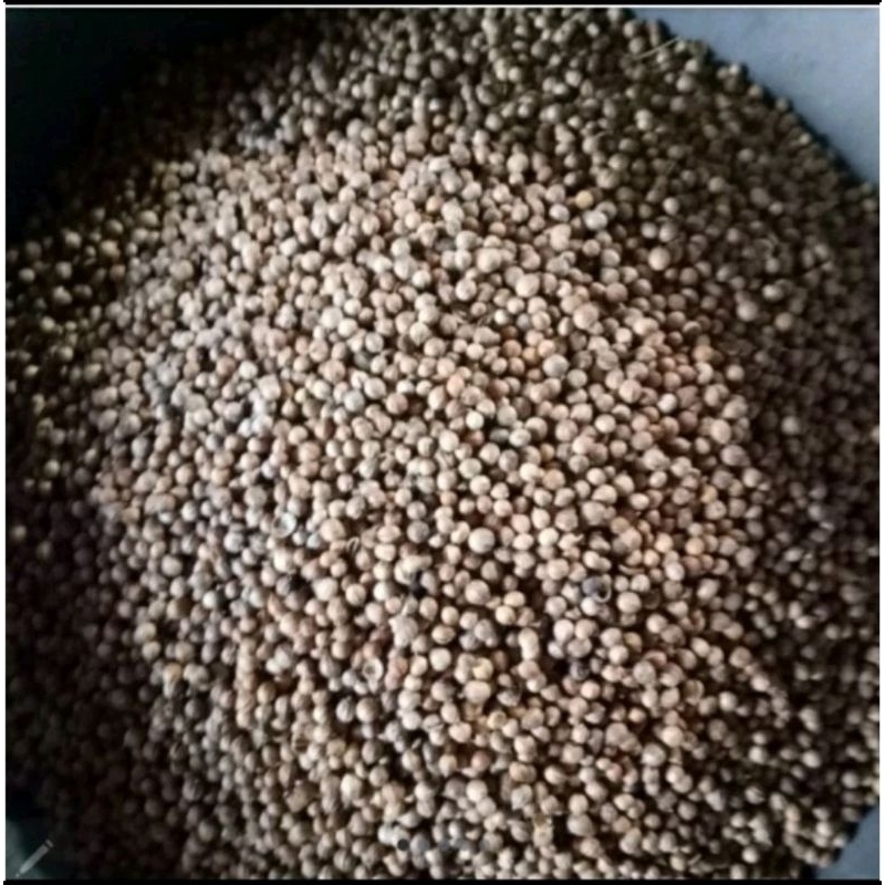 

Ketumbar hitam/tumbar hitam premium 100gram