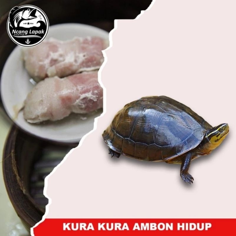 KURA KURA AMBON HIDUP