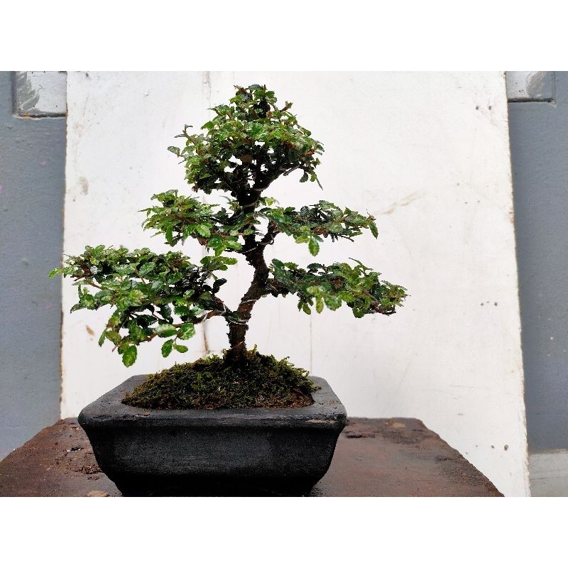 Bonsai mame ulmus super mikro sudah jadi di sertakan pot