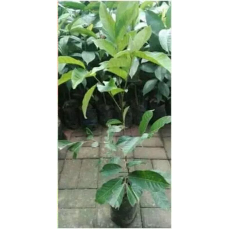 Bibit Rambutan Garuda Hasil Stek Okulasi Tempel