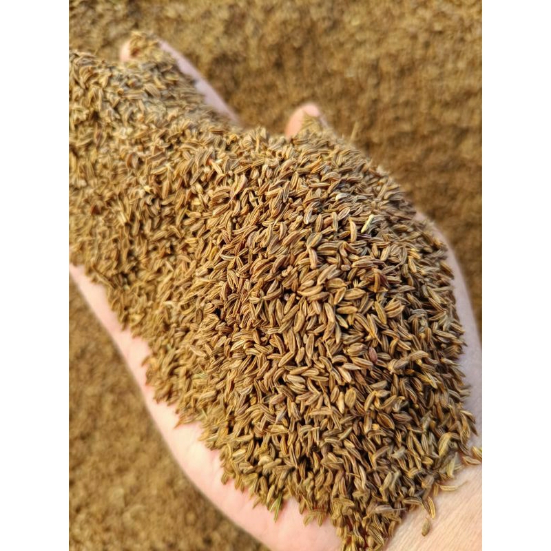 

Caraway 1 kg / Jinten masak kwalitas bagus