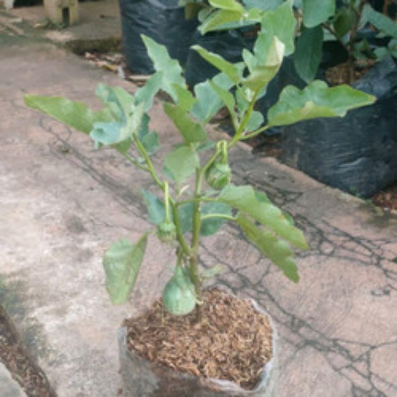 bibit tanaman lalapan terong hijau