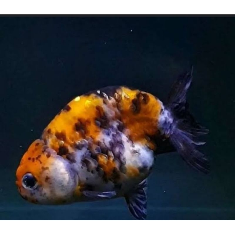 IKAN HIAS KOKI RANCHU CALICO UKURAN 10/11CM