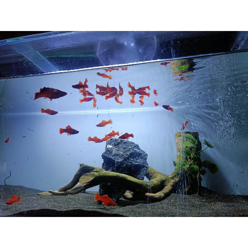 Ikan Bloodred Cauliflower Sabertail