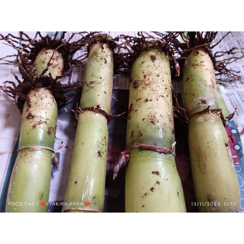 bibit tebu jumbo arjuna /rujuno tebu hijau besar